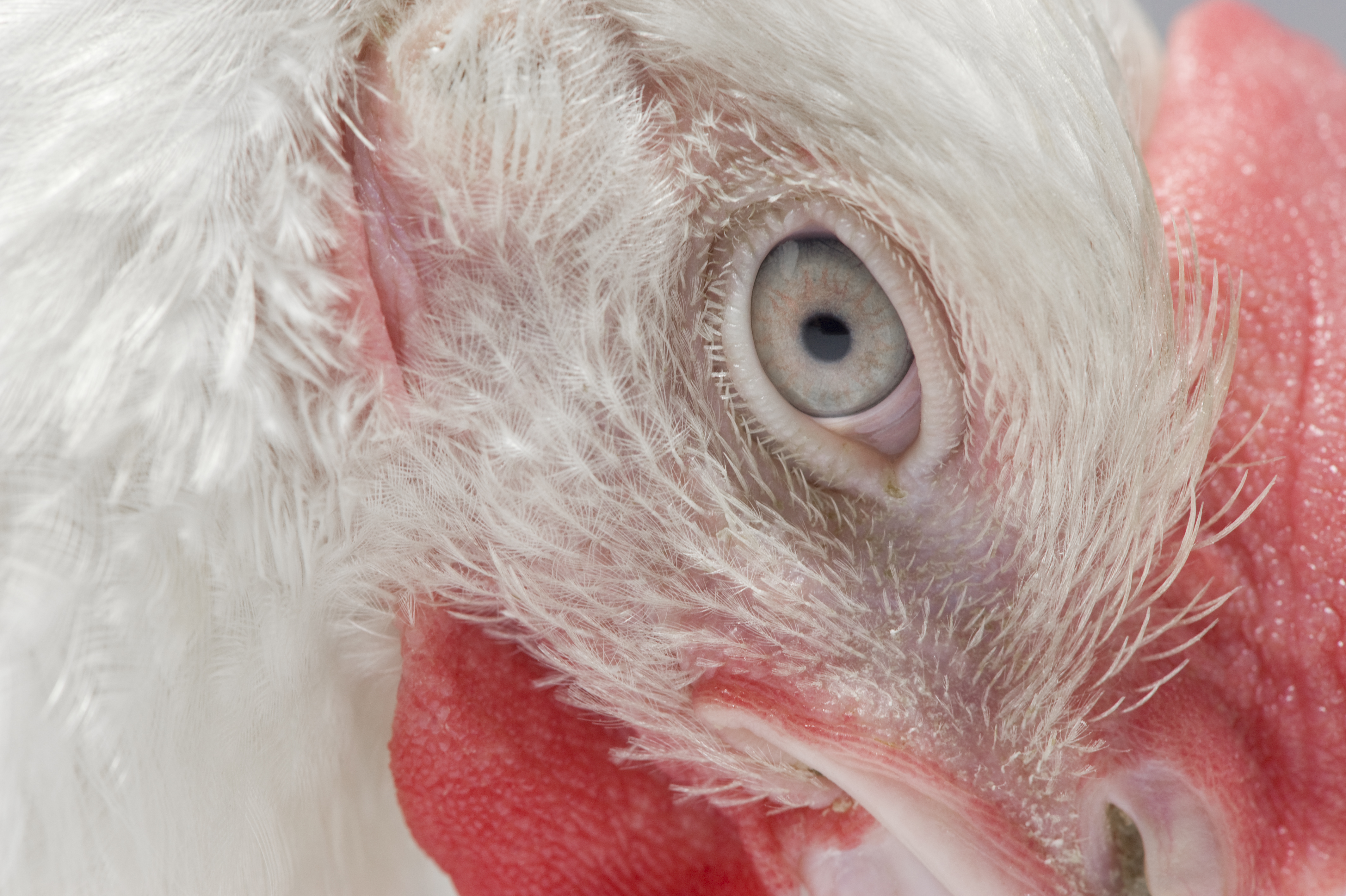 https://4368135.fs1.hubspotusercontent-na1.net/hubfs/4368135/Olivier%20Langlois%20Broilers%2044%20days%20Poultry%20chicken%2025.jpg